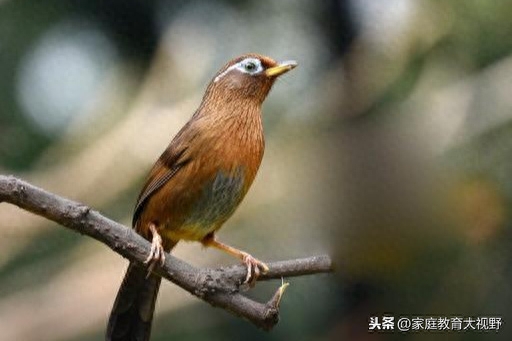 輔導心理學_輔導心理健康_心理輔導