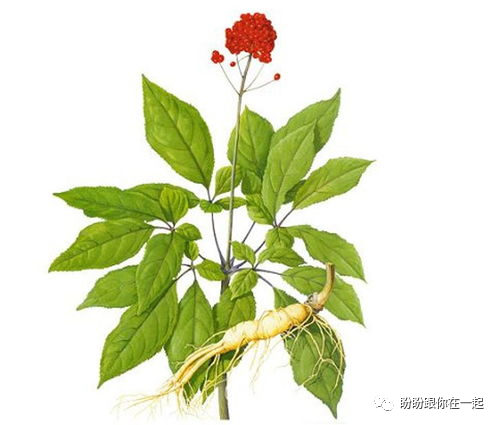 生脈飲治焦慮抑郁_生脈飲治焦慮抑郁_生脈飲治焦慮抑郁